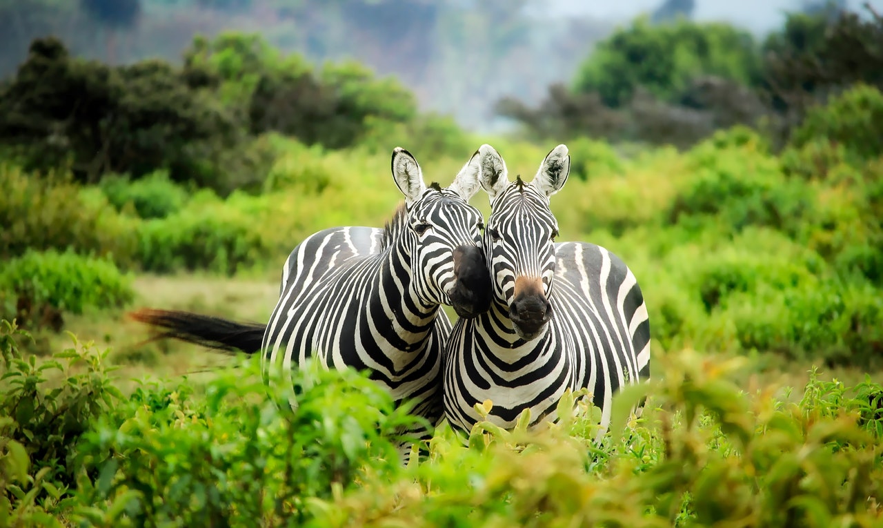 Safari Afrika Zebra's