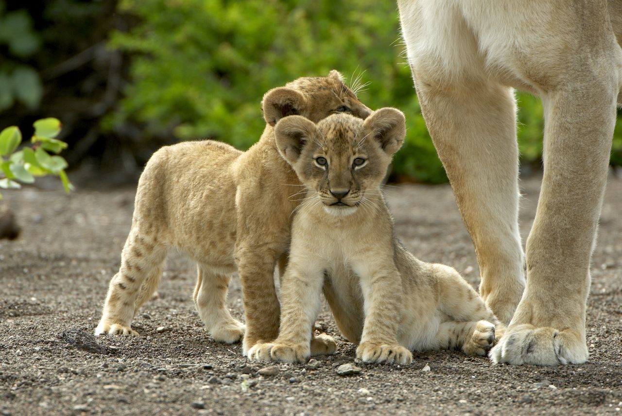 Malariavrije ‘secret wildlife places’